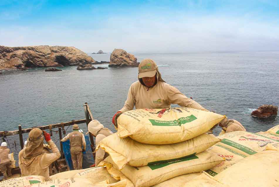 EN CAJAMARCA, GOBIERNO ENTREGARÁ 750 TONELADAS DE GUANO DE LAS ISLAS PARA FORTALECER CULTIVOS Y MEJORAR LA PRODUCCIÓN AGRÍCOLA