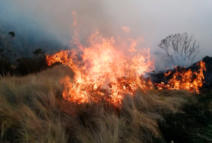 SITUACIÓN CRÍTICA EN SAN MARTÍN POR INCREMENTO DE INCENDIOS FORESTALES Y DISMINUCIÓN DE LOS CAUDALES DE LOS RÍOS