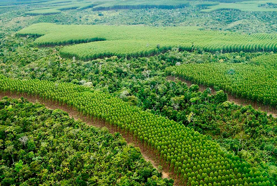 REFORESTACIÓN COMERCIAL Y REVEGETACIÓN: CLAVES PARA LA RECUPERACIÓN DE LA AMAZONÍA TRAS LOS INCENDIOS FORESTALES