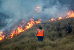 INCENDIOS FORESTALES HAN AFECTADO A MÁS DE 28 MIL HECTÁREAS EN EL 2024