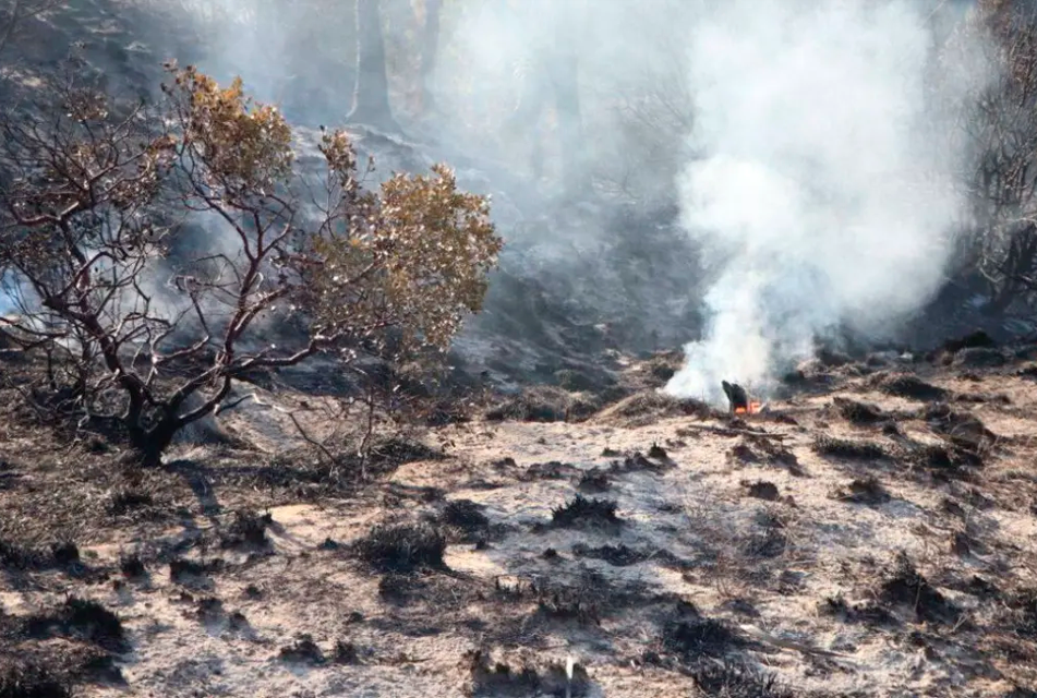 DEFENSORÍA DEL PUEBLO SOLICITA AL GOBIERNO DECLARATORIA DE ESTADO DE EMERGENCIA EN LAS REGIONES AFECTADAS POR LOS INCENDIOS FORESTALES 