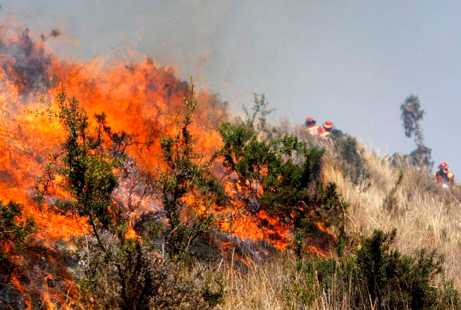 DENUNCIAN INCAPACIDAD DEL ESTADO PARA ENFRENTAR INCENDIOS FORESTALES QUE VIENE CAUSANDO DAÑOS EN LA BIODIVERSIDAD