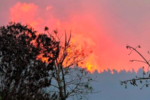 INCENDIO FORESTAL EN CUSCO: 9 MESES DE PRISIÓN PREVENTIVA PARA PRESUNTOS RESPONSABLES