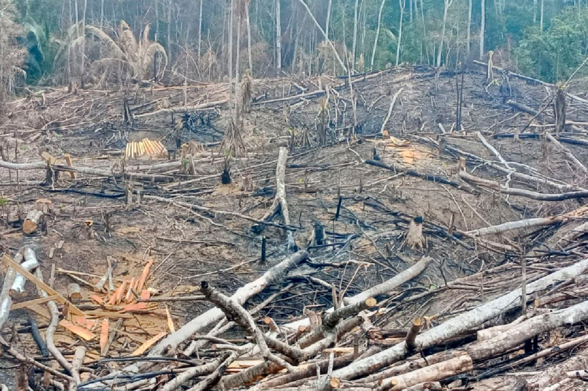 INCENDIOS FORESTALES EN SAN MARTÍN ARRASARON CON MÁS DE 393 HECTÁREAS DE BOSQUES