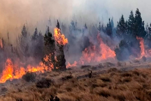 LAMBAYEQUE: NUEVO INCENDIO FORESTAL AFECTA CENTRO POBLADO DE UYURPAMPA