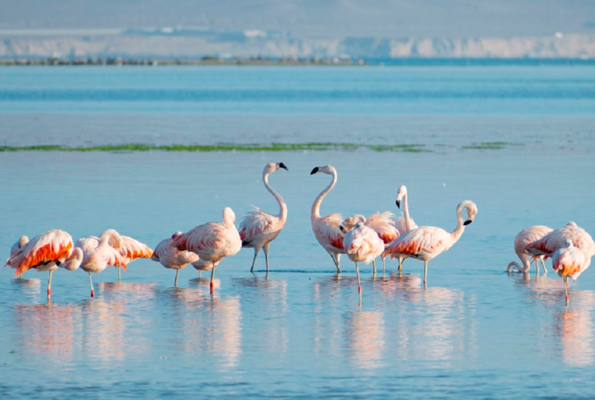 ¿QUÉ ATRACTIVOS POSEE PARACAS Y CÓMO LLEGÓ A CONVERTIRSE EN UN DESTINO TURÍSTICO FAVORITO?