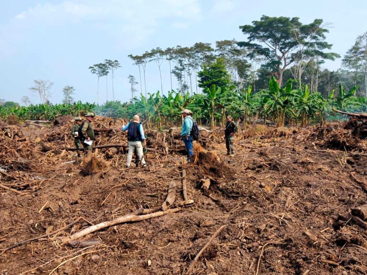 SAN MARTÍN: FISCALÍA CONSTATA DEFORESTACIÓN DE BOSQUES EN EL ÁREA DE CONCESIÓN TINGANA