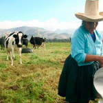 NEWMONT ALAC FORTALECE CAPACIDADES A PRODUCTORES CAJAMARQUINOS PARA ENFRENTAR CAMPAÑA NAVIDEÑA 2024