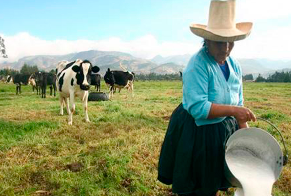 NEWMONT ALAC FORTALECE CAPACIDADES A PRODUCTORES CAJAMARQUINOS PARA ENFRENTAR CAMPAÑA NAVIDEÑA 2024