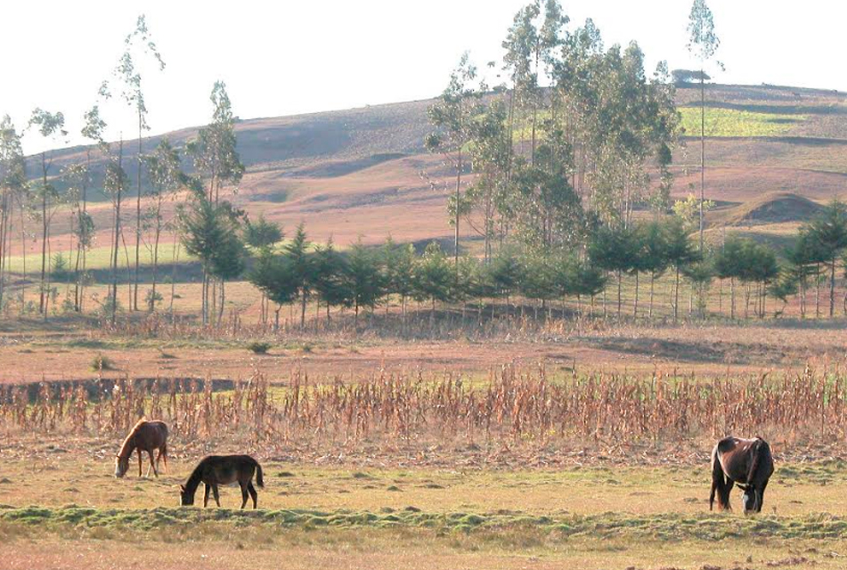 CAJAMARCA: AUSENCIA DE LLUVIAS PERJUDICA LA CAMPAÑA AGRÍCOLA Y EL ABASTECIMIENTO DE AGUA PARA CONSUMO HUMANO