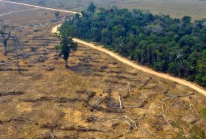 MODIFICACIÓN DE LEY FORESTAL IMPIDE UN ORDEN TERRITORIAL Y AFECTA LA PRODUCCIÓN DE CULTIVOS EN SAN MARTÍN