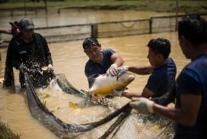 PRODUCE: FONDEPES REALIZARÁ JORNADAS DE CAPACITACIÓN DESCENTRALIZADAS POR EL DÍA MUNDIAL DE LA ACUICULTURA