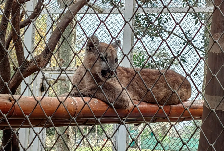 SERFOR RESCATA A PUMA ANDINO DE CENTRO CAMPESTRE EN BATANGRANDE