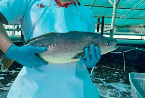 PRODUCE MARCA UN ANTES Y UN DESPUÉS EN LA ACUICULTURA TRAS LOGRAR EL DESOVE DE CORVINA EN CAUTIVERIO