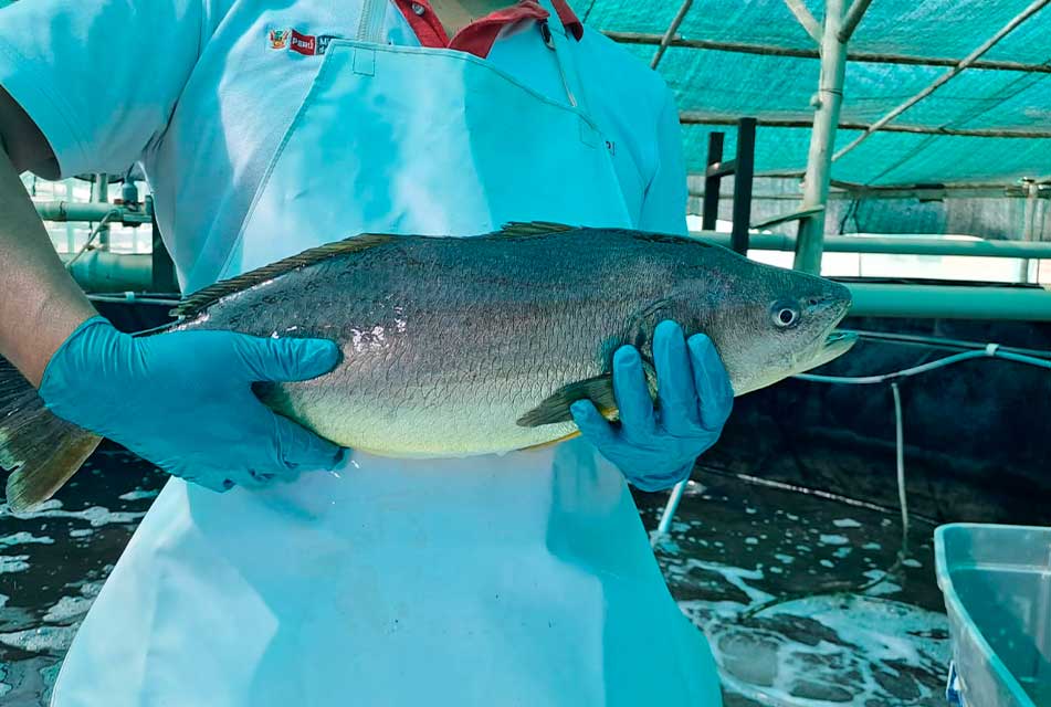 PRODUCE MARCA UN ANTES Y UN DESPUÉS EN LA ACUICULTURA TRAS LOGRAR EL DESOVE DE CORVINA EN CAUTIVERIO