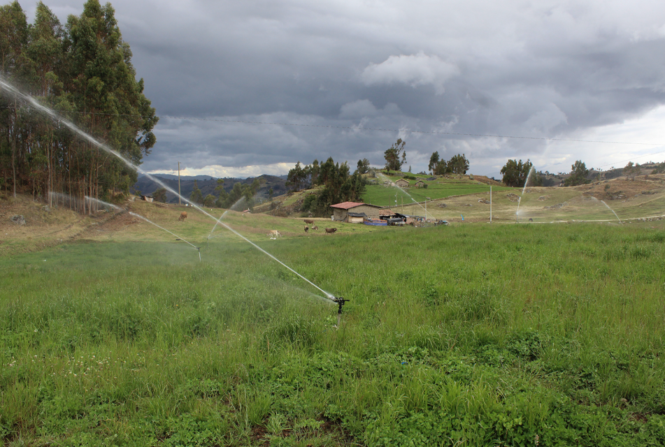 GOBIERNO INSTALÓ MÁS DE 170 TONELADAS DE PASTOS, EN BENEFICIO DE MÁS DE 2200 FAMILIAS DE JUNÍN