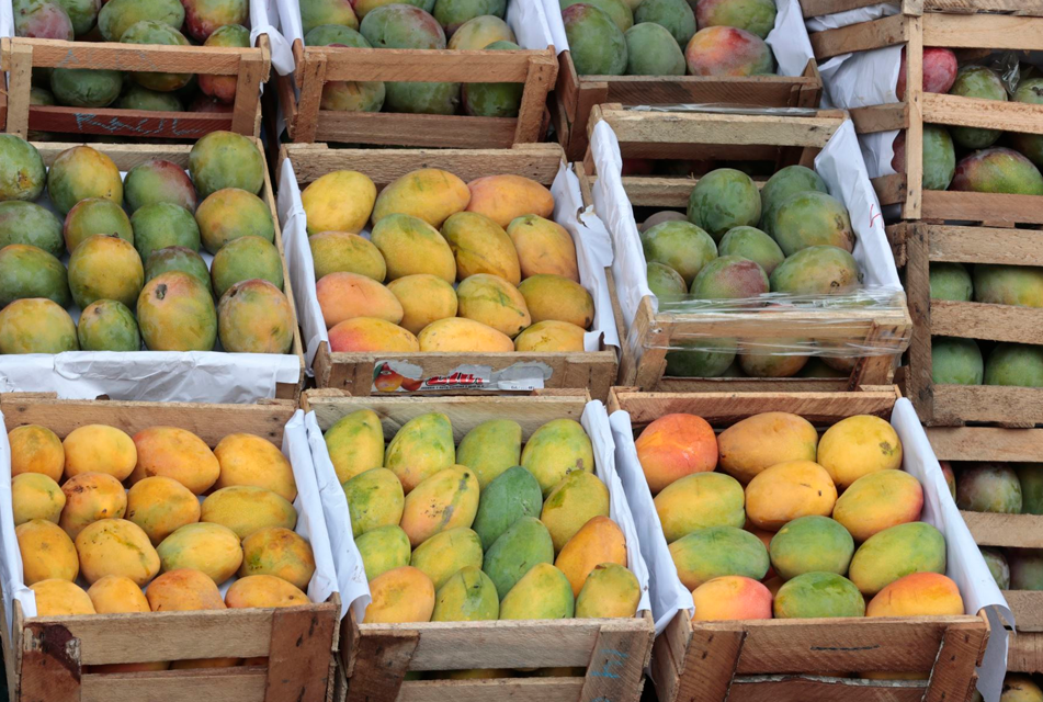 PRODUCCIÓN DE MANGO REGISTRÓ 63,114 TONELADAS Y CRECIÓ 433% EN NOVIEMBRE DEL 2024