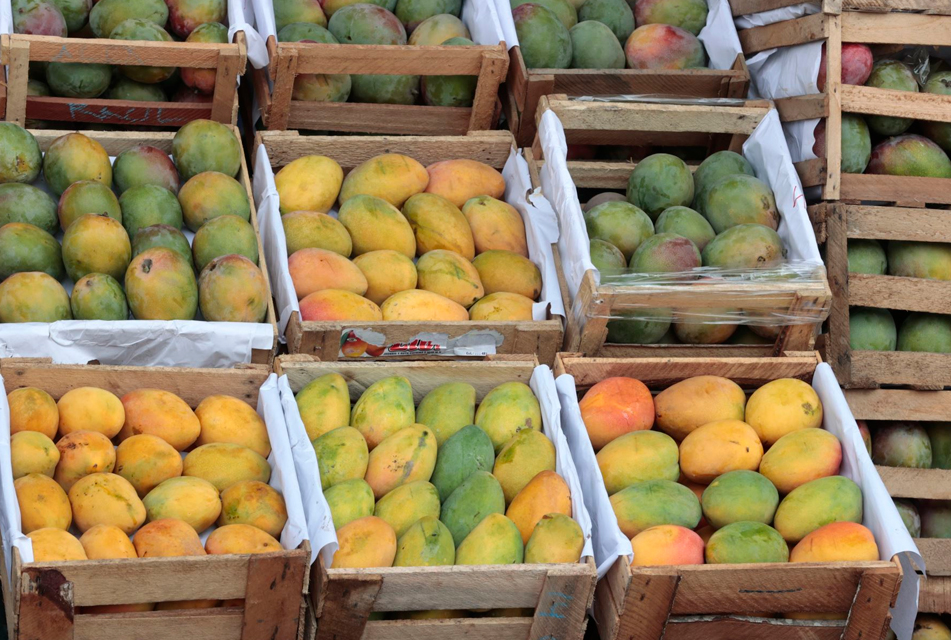 PRODUCCIÓN DE MANGO REGISTRÓ 63,114 TONELADAS Y CRECIÓ 433% EN NOVIEMBRE DEL 2024