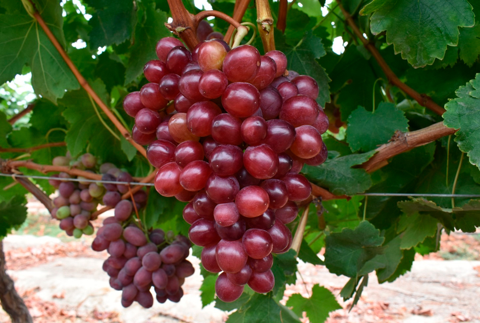 MIDAGRI IDENTIFICA CULTIVOS DE UVA CON ALTA CALIDAD GENÉTICA PARA FORTALECER EL DESARROLLO DE LA VID EN CHINCHA