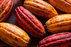 CACAO LOGRA RÉCORD HISTÓRICO DURANTE 2024 CON EXPORTACIONES POR US$ 1,300 MILLONES