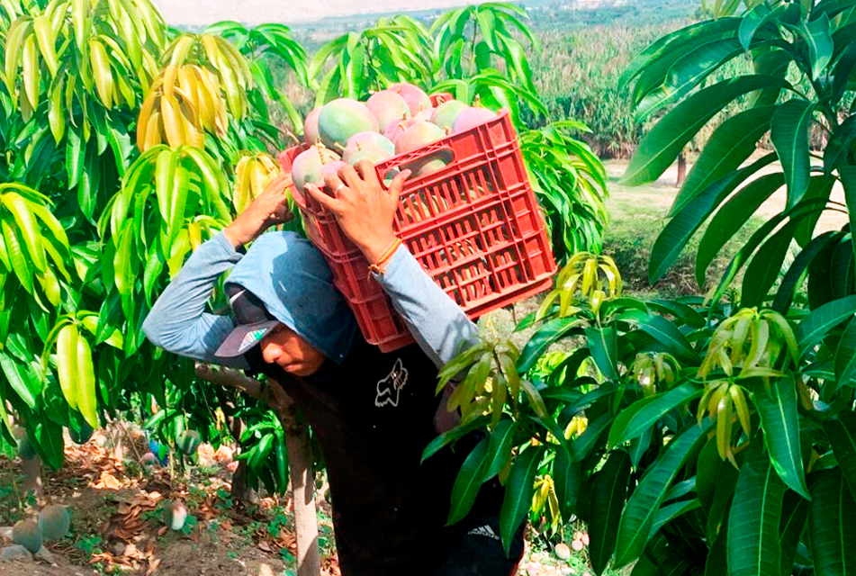 CAMBIOS CLIMÁTICOS Y ESCASEZ DE AGUA AFECTARON PRODUCCIÓN DE MANGO EN PIURA