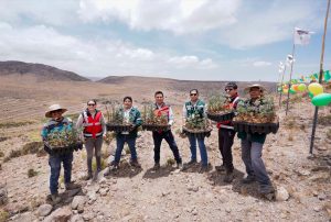 RECUPERARÁN COBERTURA VEGETAL EN MOQUEGUA CON SIEMBRA DE MÁS DE 5 MIL ÁRBOLES FORESTALES