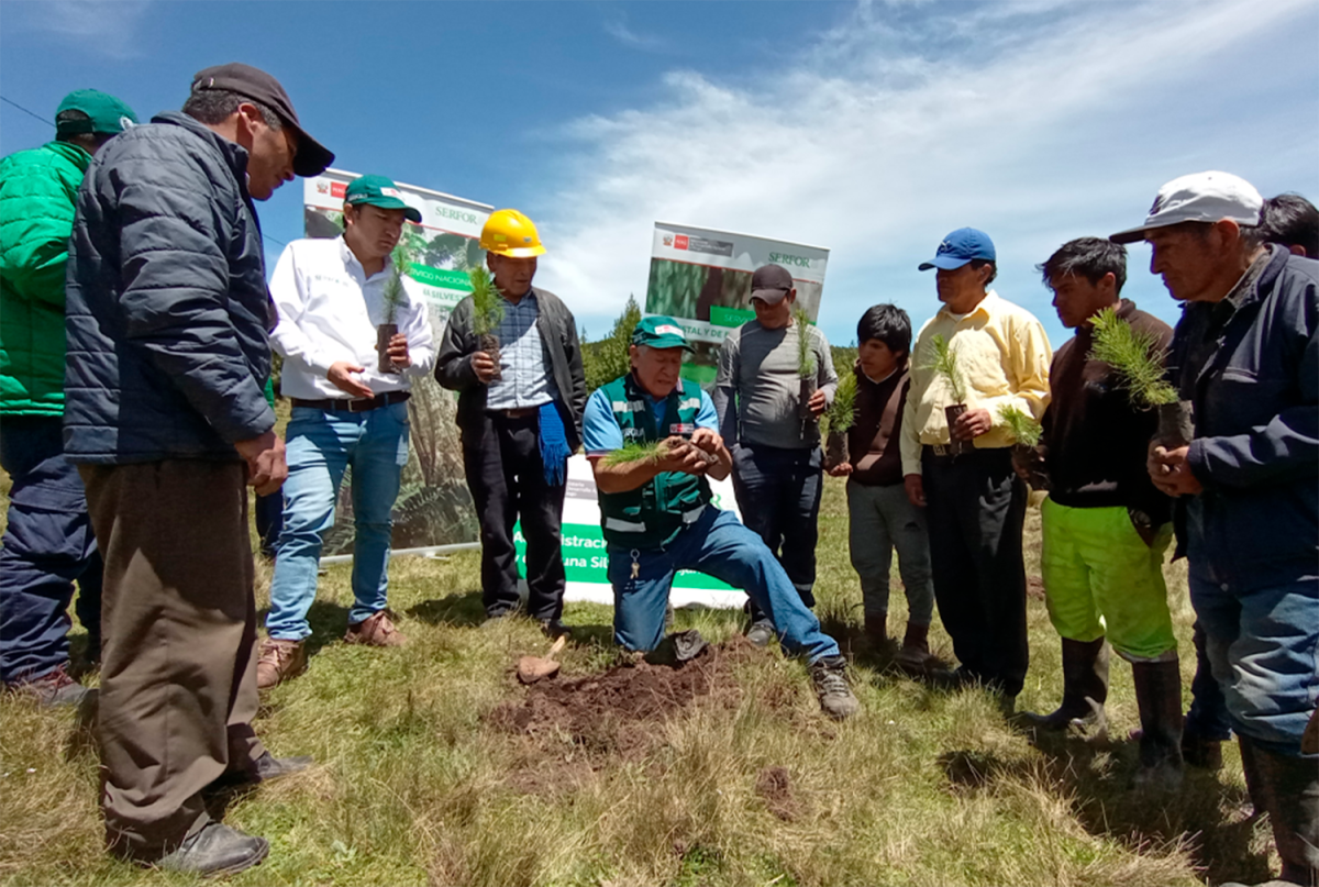 SERFOR PROMUEVE PLANTACIÓN DE PINOS PARA FINES COMERCIALES EN LA ENCAÑADA DE CAJAMARCA