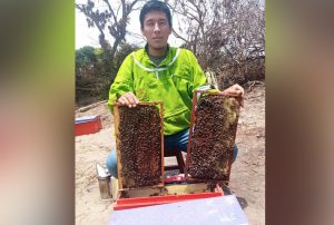 ABEJAS MEJOR ALIMENTADAS: CREAN SUPLEMENTO PROTEICO CON RESIDUOS DE FRUTAS