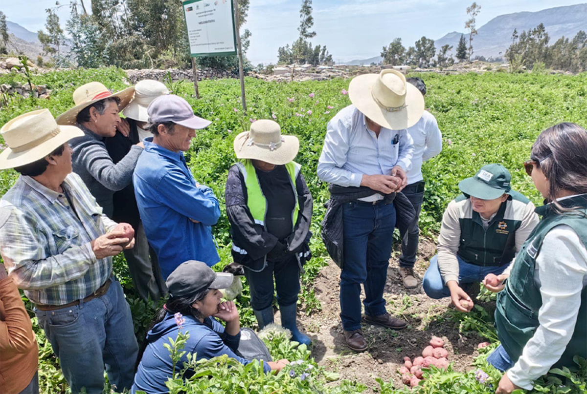 MIDAGRI TRANSFIERE TECNOLOGÍAS AGRARIAS PARA ELEVAR CALIDAD GENÉTICA DE LA PAPA CANCHÁN EN AREQUIPA