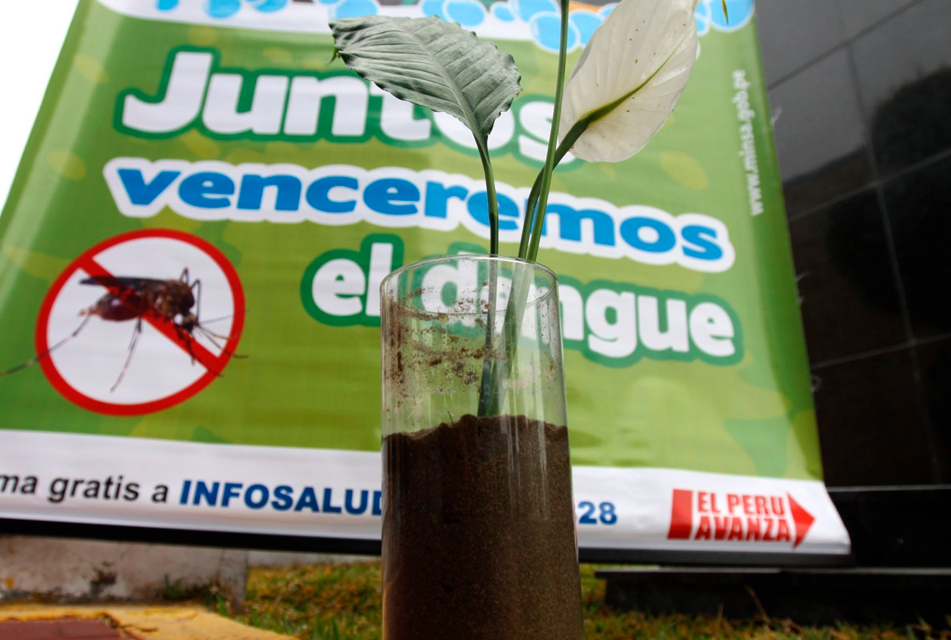 DÍA DEL AMOR: MINSA RECOMIENDA CONSERVAR FLORES EN ARENA HÚMEDA PARA EVITAR LA REPRODUCCIÓN DEL ZANCUDO TRANSMISOR DEL DENGUE 