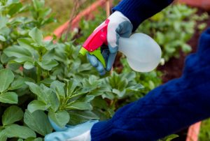 PERÚ COMPRAS ESTANDARIZA EL FERTILIZANTE UREA PARA AGILIZAR SU COMPRA EN EL ESTADO