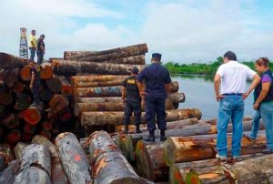 SAN MARTÍN: EL TRÁFICO DE MADERA ES REITERATIVO Y LAS AUTORIDADES NO DETERMINAN RESPONSABILIDADES