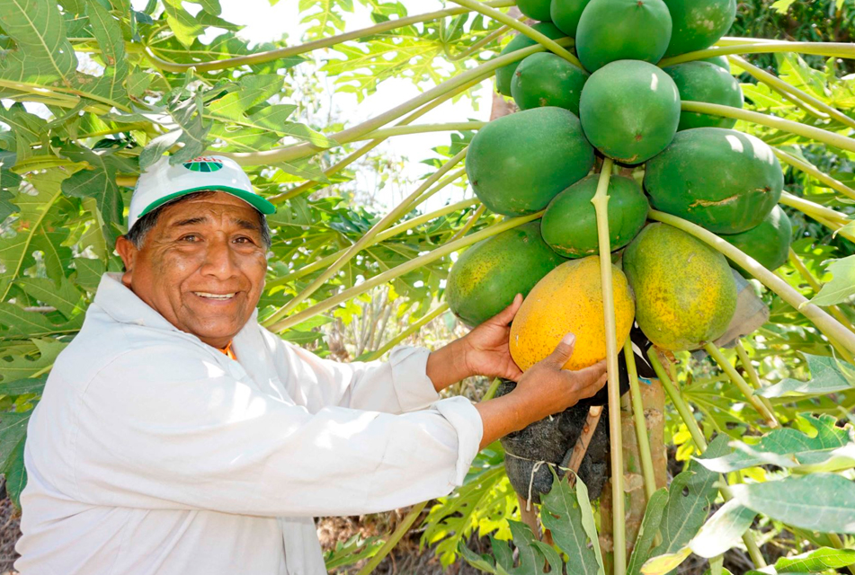 PIURA: PROYECTO DE PROGRAMA DE LA ONU ELEVA LA CALIDAD ALIMENTICIA EN SECHURA