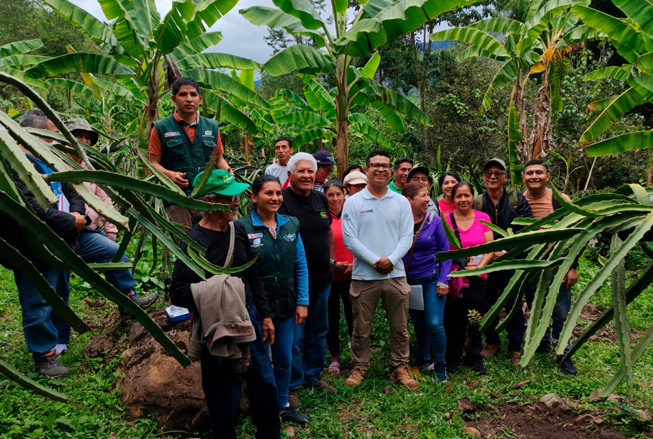 MIDAGRI MEJORA LA CALIDAD GENÉTICA DE LA PITAHAYA EN AMAZONAS