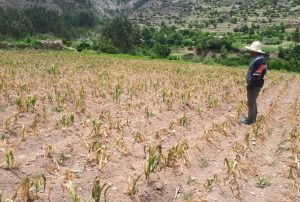 MAS DE 47 HECTAREAS DE CULTIVO RESULTAN AFECTADAS TRAS LLUVIAS INTENSAS EN DISTRITOS DE PAUSA, LAMPA Y MARCABAMBA (AYACUCHO)