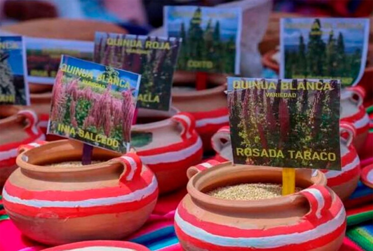 PROYECTO PROQUINUA APOYARÁ A MÁS DE 1,400  PRODUCTORES DE SIETE PROVINCIAS EN PUNO